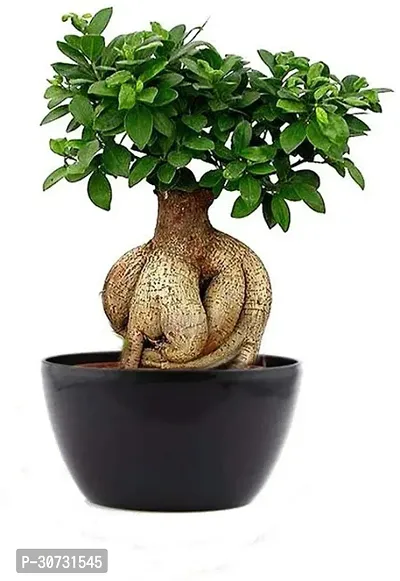 Ukanda Ficus Bonsai Plant GHBN98-thumb0