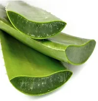 Ukanda Aloe Vera Plant Hybride Aloevera Plant-thumb1