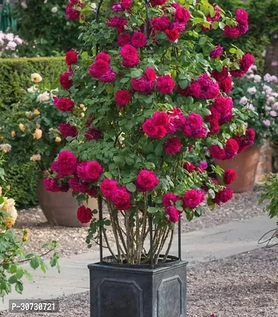 Ukanda Rose Plant Beautiful Grafted Thousand flowers Rose Flower Healthy Live Plant.-thumb0