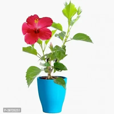 Ukanda Hibiscus Plant HIBISCUS-AMAR86JOBA-thumb0