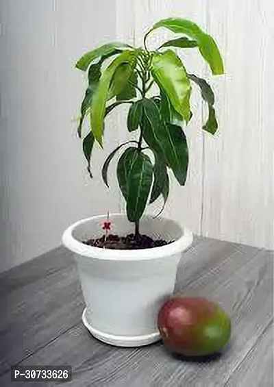 Ukanda Mango Plant Himsagar and Kishan Bhog Mango Plant-thumb0