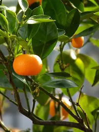 Ukanda Orange Plant Rare Sweet Mandarin Orange-thumb2