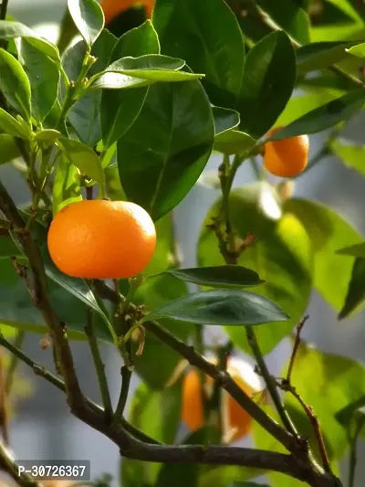 Ukanda Orange Plant Rare Sweet Mandarin Orange-thumb3