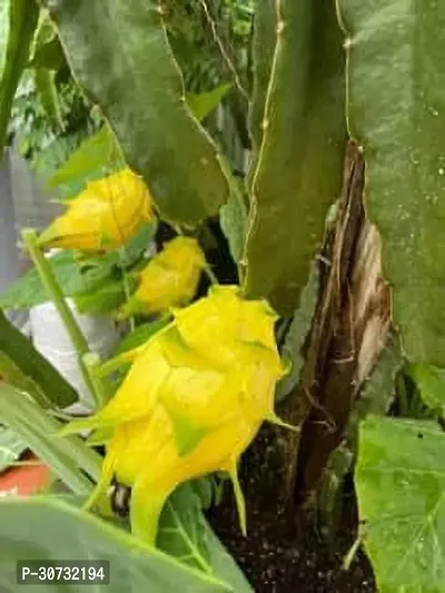 Ukanda Dragon Tree Hybrid yellow dragon fruit plant, pack of 1-thumb2