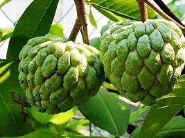 Ukanda Custard Apple Plant Rare Red Sugar-AppleSitafal Fruit Plant (Annona squamosa)Aata Fruit Plant 1 HealthyPlant.-thumb1