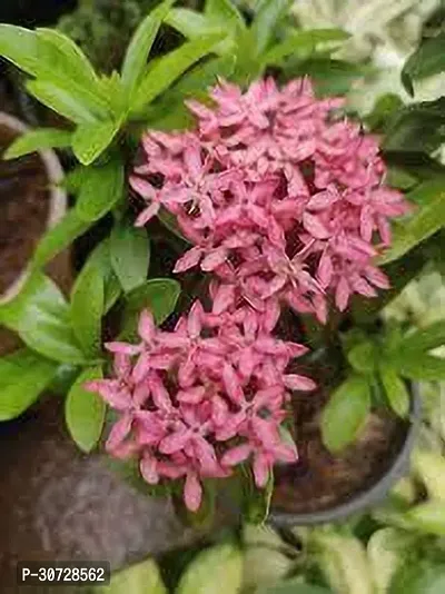 Ukanda Ixora Plant IXORA PLANT UU-thumb0