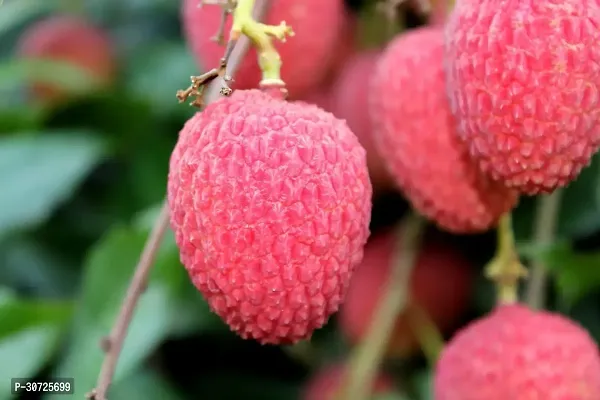 Ukanda Litchi Plant Litchi Fruit Plant (07)-thumb2