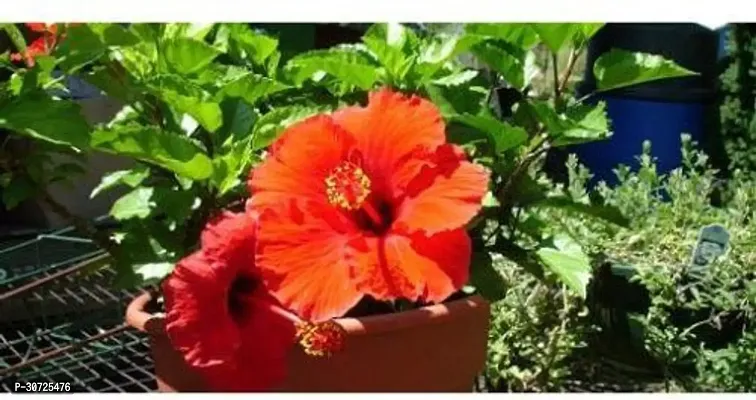 Ukanda Hibiscus Plant ASD-PLS-481-thumb0