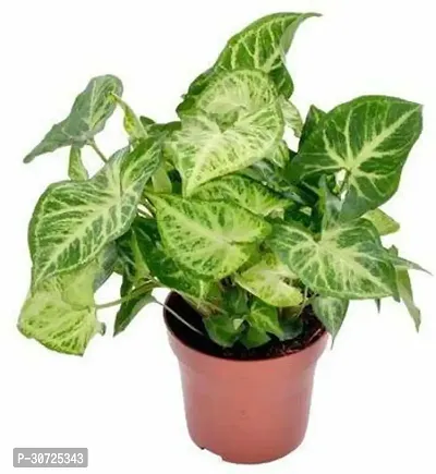 Ukanda Syngonium Plant np-36-thumb0