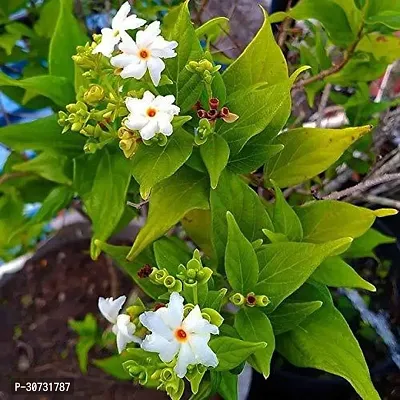 Ukanda Night Bloom Jasmine Plant JHVB141-thumb0