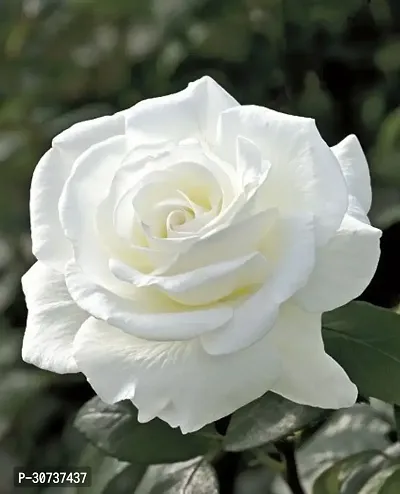 Ukanda Rose Plant white color rose-thumb0