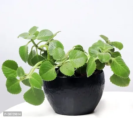 Ukanda Ajwain Plant Live AjwainTrachyspermum ammiAjowan Herbal Plant For Kitchen Garden-thumb0