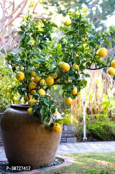 Ukanda Lemon Plant Lemon Meyer Lemon-thumb0