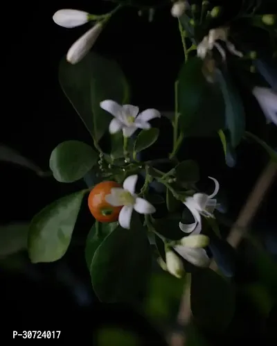 Ukanda Murraya Paniculata Plant Murraya Paniculata Kamini Flower Plant CF00701