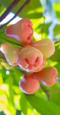 Ukanda Jamun Plant Live PlantsChampa Fruit Plant Exotic Light Pink Colour Plant Fruit Garden Plants (1 Healthy Live Plant).-thumb1