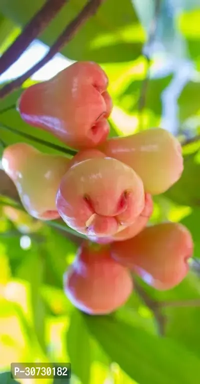 Ukanda Jamun Plant Live PlantsChampa Fruit Plant Exotic Light Pink Colour Plant Fruit Garden Plants (1 Healthy Live Plant).-thumb2