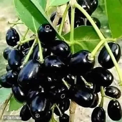 Ukanda Jamun Plant Black Jamun Plant Hybrid-thumb0