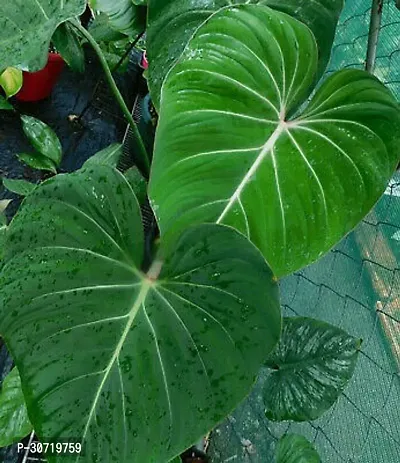 Ukanda ZZ Plant Yellow Philodendron Plant A4-thumb0