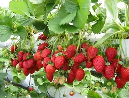 Ukanda Strawberry Plant Strawberry Plant-thumb1