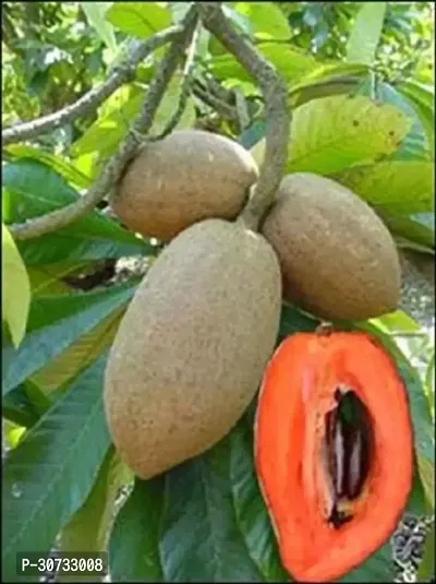 Ukanda Chiku Plant Live Exotic Fruit Plant Sapota Chikoo Zapote Chico Grafted Plants for Kitchen Garden (1 Healthy Live Plant)-thumb0