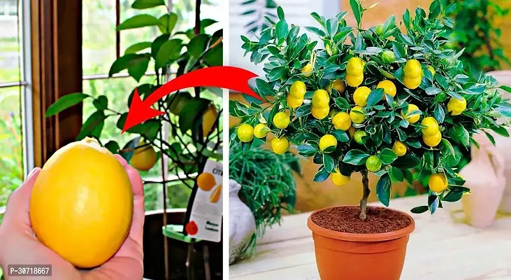 Ukanda Lemon Plant Lemon Tree (Hybrid Pack 1)-thumb0