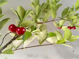 Ukanda Cherry Fruit Plant CHERRY-01-thumb1