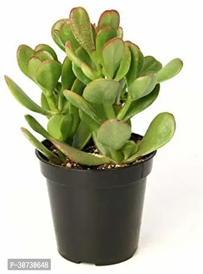 Ukanda Crassula Plant Crassula Ovata, Jade Succelent Big Leaf Lucky Feng Shui Indoor House and Office Plant with Pot-thumb0