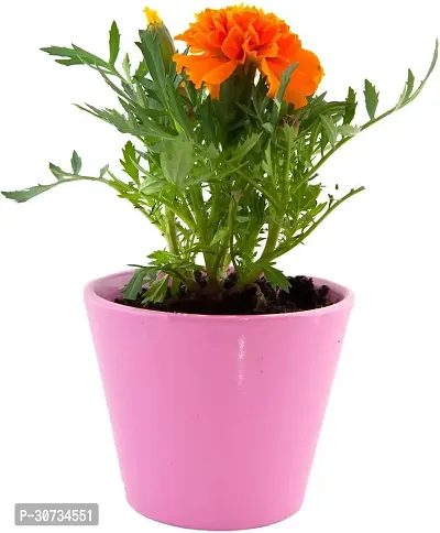 Ukanda Marigold Plant Natural French Marigold Live Orange Flower plant with pot-thumb0