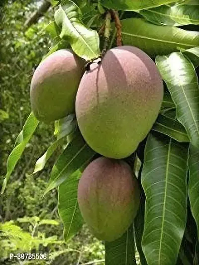 Ukanda Mango Plant Hybrid Gulab Khaas Mango Plants and Dwarf Variant-thumb0