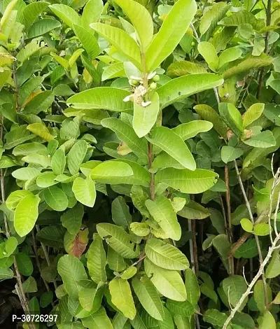 Ukanda Guava Plant gua12-thumb2