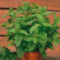 Ukanda Tulsi Plant MintPudina Medicinal Live Plant-thumb1