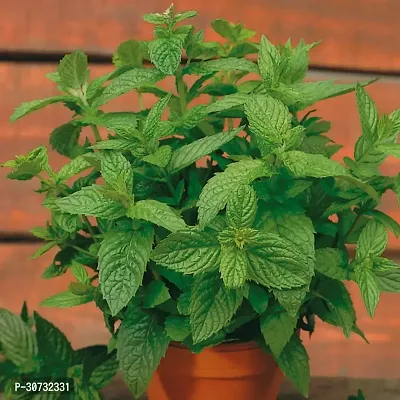 Ukanda Tulsi Plant MintPudina Medicinal Live Plant-thumb2