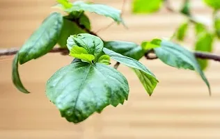 Ukanda Hibiscus Plant Live hybrid white with red circle hibiscus plantLP_Hibi_9-thumb1