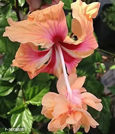 Ukanda Hibiscus Plant HVLIVE_465-thumb0