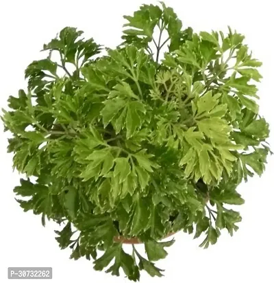 Ukanda Aralia Plant Oak Leaf Aralia-thumb3