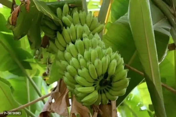 Ukanda Banana Plant Lady Finger Banana Plant-thumb2