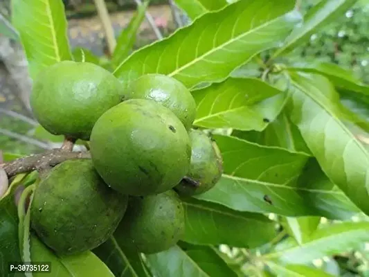 Ukanda Rudraksha Plant VBB59-thumb0