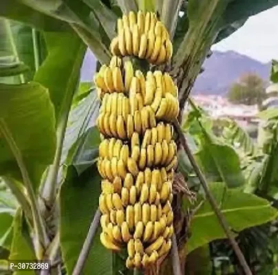 Ukanda Banana Plant Banana Plant ( Brazil Banana Plant )-thumb0