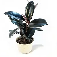 Ukanda Rubber Tree Live Rubber plant-thumb1