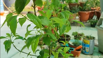 Ukanda Camphor Plant Plants Live KapoorCinnamomum CamphoraKapur Plant-thumb2