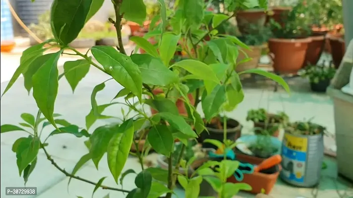 Ukanda Camphor Plant Plants Live KapoorCinnamomum CamphoraKapur Plant-thumb3