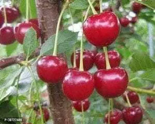 Ukanda Cherry Fruit Plant CU11-thumb0