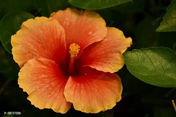 Ukanda Hibiscus Plant Pune Veraites Orange HibiscusJoba-thumb3