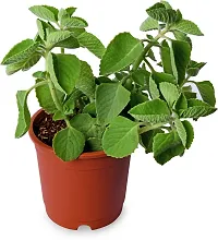 Ukanda Ajwain Plant Ajwain (Mexican Mint) Natural Live Plant-thumb1