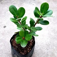 Ukanda Ficus Plant Green Healthy Ficus Plant-thumb2