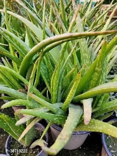 Ukanda Aloe Vera Plant ALOE VERA PLANT-thumb2