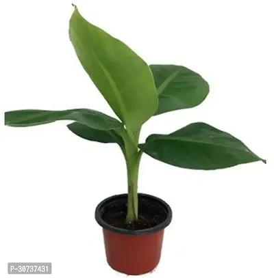 Ukanda Banana Plant rrrr11-thumb0