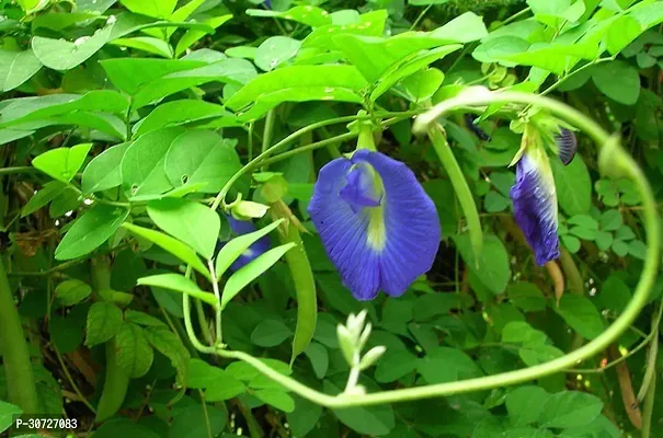 Ukanda Aparajita Butterfly Pea Plant aparajita plant-thumb0