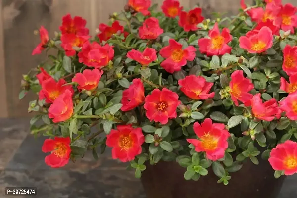 Ukanda Portulaca Plant Portulaca Flower also known as 9O Clock PG10-thumb0