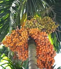 Ukanda Betel NutSupari Plant Assam supariBetel nut plant-thumb1